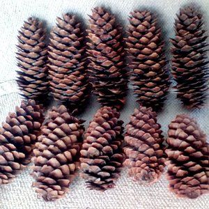 Montana Spruce Pinecones 10 craft ready 4" to 6"
